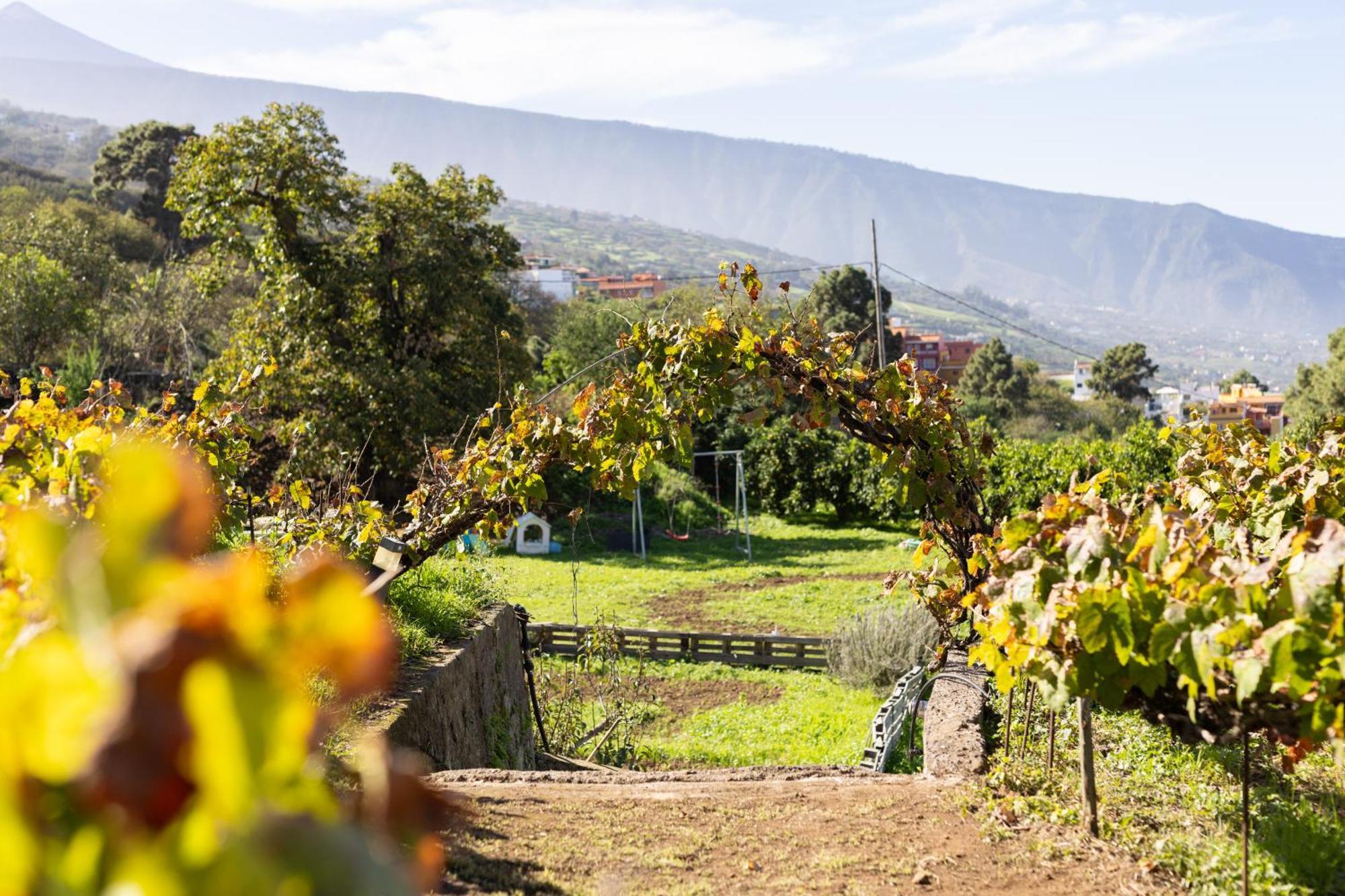 Ek Drago Finca El Milagro La Orotava Exterior photo
